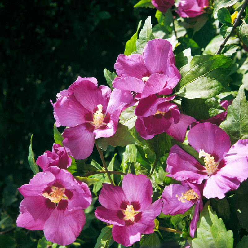 Roze hibiscus bloemen Woodbridge bloeiend aan struik
