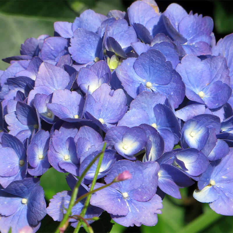 Blauwe Hydrangea Macrophylla bloemen in volle bloei met zachte paarstinten.

