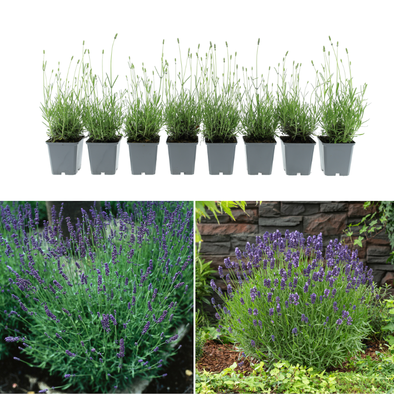 Set van 8 Lavandula angustifolia 'Hidcote' planten in kweekpotten met voorbeelden van volwassen bloeiende lavendel in de tuin.