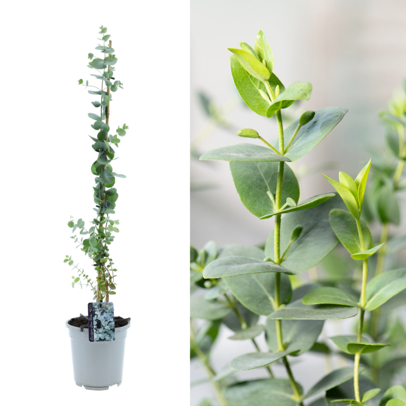 De Gardenzo Eucalyptus XXL