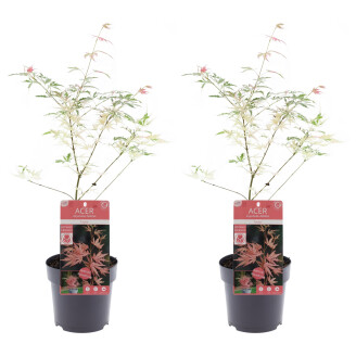 Acer Palmatum 'Taylor' (Japanse Esdoorn)