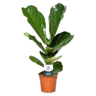 Ficus Lyrata (Vioolbladplant)