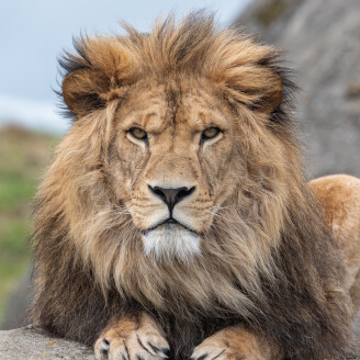 WILDLANDS Adventure Zoo Emmen