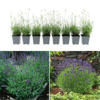 Set van 8 Lavandula angustifolia 'Hidcote' planten in kweekpotten met voorbeelden van volwassen bloeiende lavendel in de tuin.