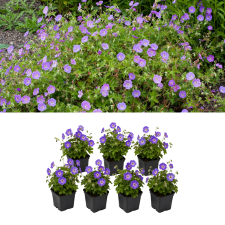 Set van 7 Geranium Rozanne planten in kweekpotten, ideaal voor borders en bodembedekking.