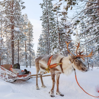 Geniet van een 9- of 10-daagse winterreis naar Finland incl. overtocht en UNIEKE excursies t.w.v. € 190,00!