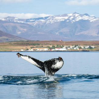 Cruise vanaf Rotterdam naar de Schotse Hooglanden en de fjorden van IJsland