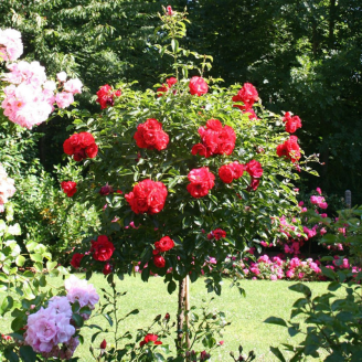 XXL stamroos rood in volle bloei met grote, dieprode bloemen als blikvanger in een groene tuin.