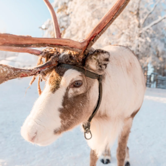 Volledig verzorgd Zweeds Lapland avontuur!